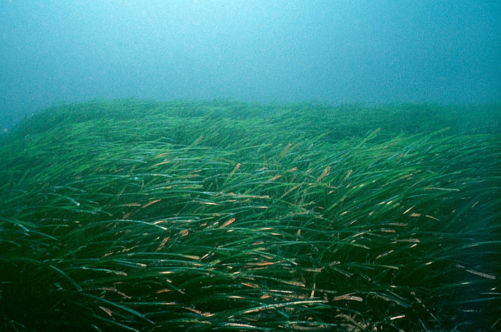 01 Posidonia.jpg - La praterie di posidonia costituisce il polmone del mare.